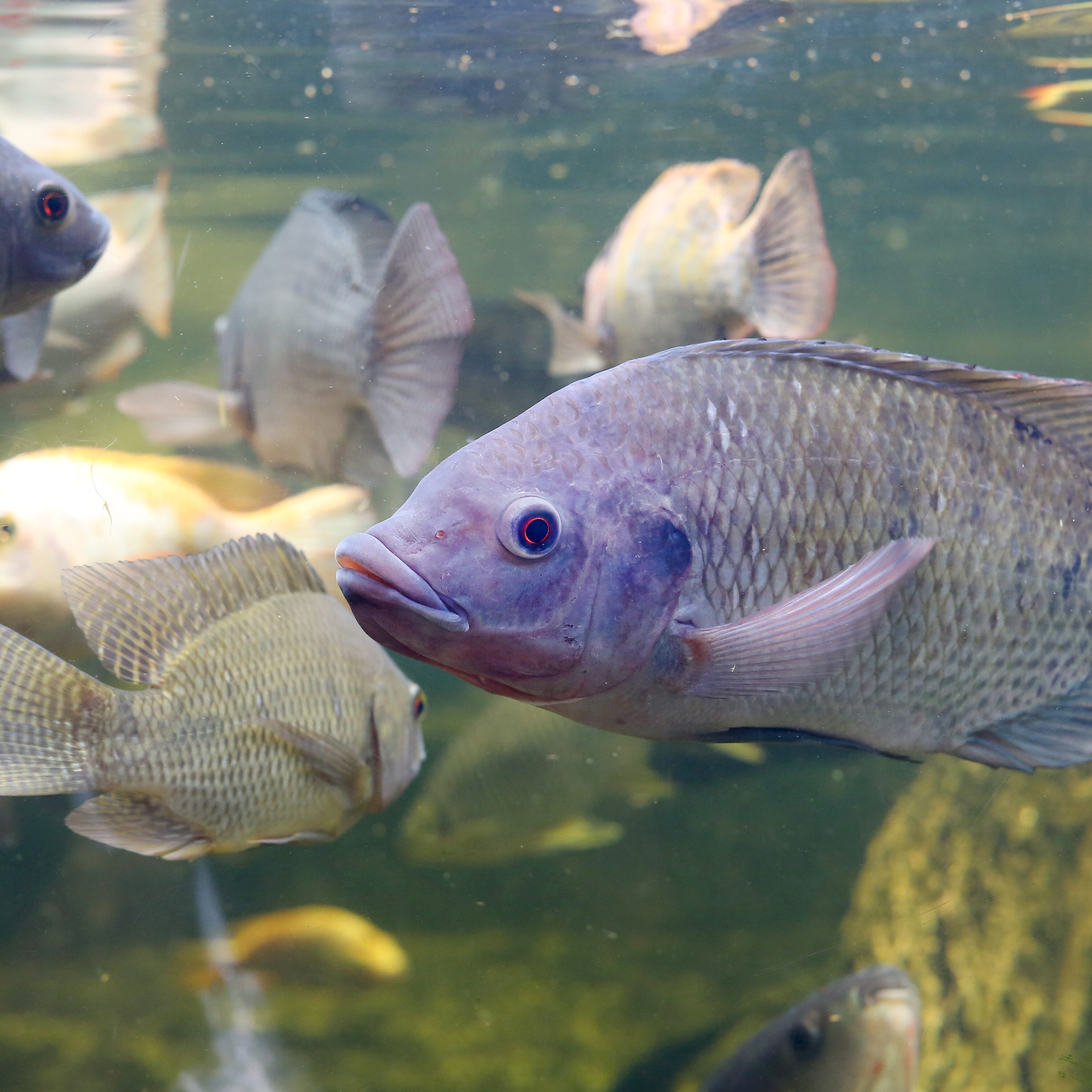 Red Tilapia fish swimming in a pond