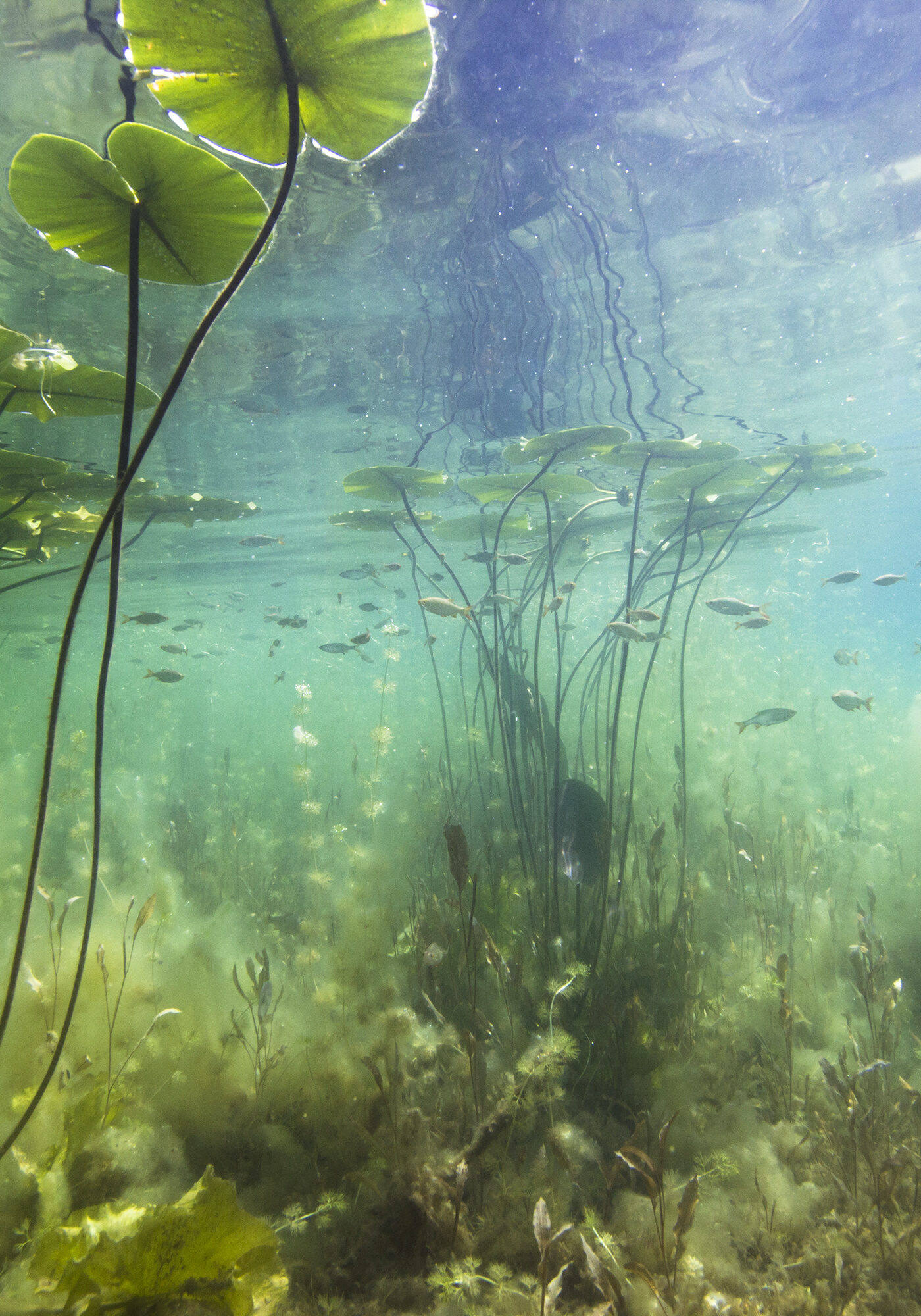 Beautiful yellow Water lily (nuphar lutea) in the clear pound. Underwater shot in the lake. Nature habitat.